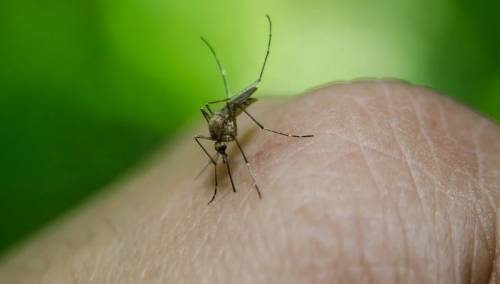 U Beogradu zabilježen virus Zapadnog Nila