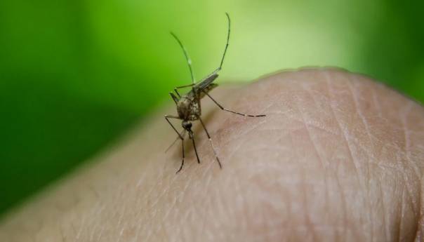 U Beogradu zabilježen virus Zapadnog Nila