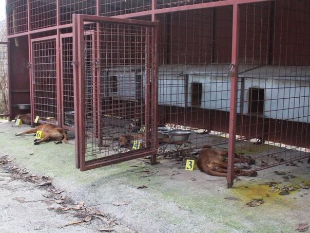 U bh. gradu otrovano pet skupocjenih lovačkih pasa, uhapšen muškarac
