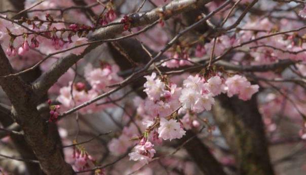U BiH danas sunčano vrijeme, u noći na subotu kiša