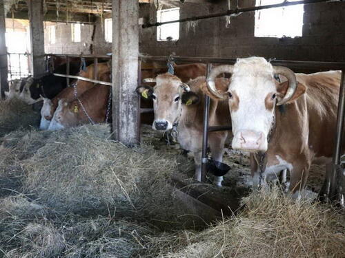 U BiH nema slučajeva plavog jezika i bedrenice, provode se preventivne mjere