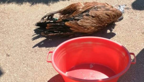 U BiH nemoguće dokazati da je životinja otrovana