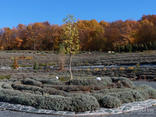 U BiH sutra pretežno oblačno, uz postepeno smanjenje oblačnosti tokom dana