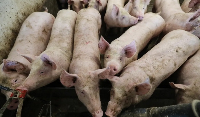 U BiH virus afričke svinjske kuge potvrđen na 560 imanja