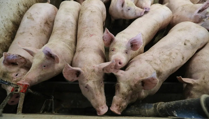 U BiH zbog afričke svinjske kuge eutanazirano preko 25 hiljada životinja