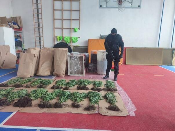 U Bijeljini otkrivena plantaža indijske konoplje, pronađen i kokain