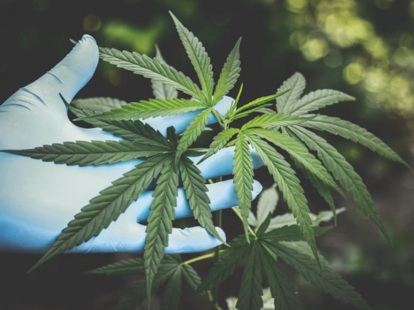 U Bijeljini uzgajali drogu pa zapalili kuću da sakriju tragove