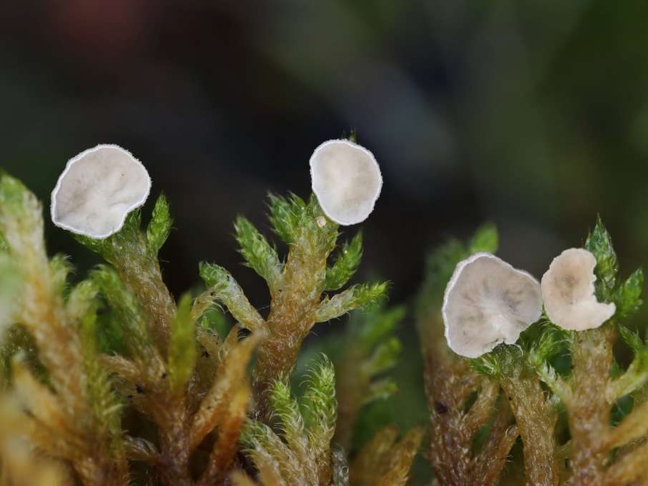 U Blagaju otkrivene izuzetno rijetke vrste gljiva