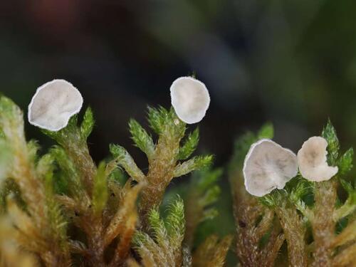 U Blagaju otkrivene izuzetno rijetke vrste gljiva