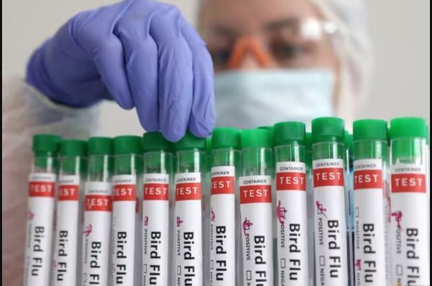 U Brazilu proglašena vanredna situacija za zdravlje životinja