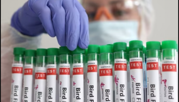 U Brazilu proglašena vanredna situacija za zdravlje životinja