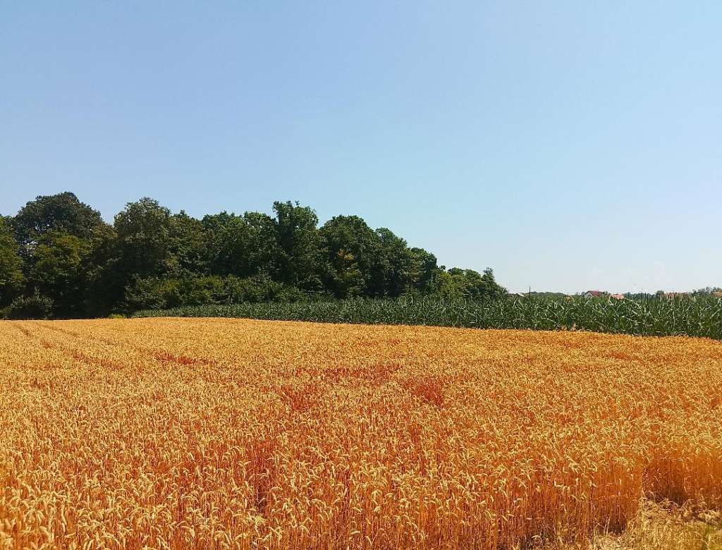 U Brčkom počela sezona žetve pšenice: Dobar rod ali velika ulaganja