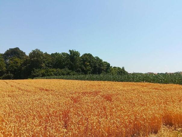 U Brčkom počela sezona žetve pšenice: Dobar rod ali velika ulaganja