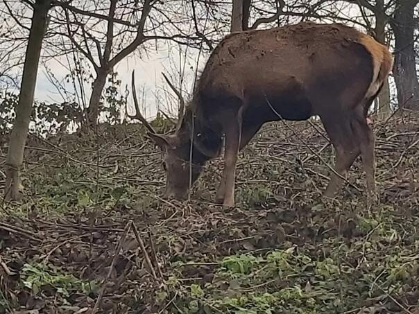 U Brčkom ubijen rijetki jelen, počinilac uhapšen