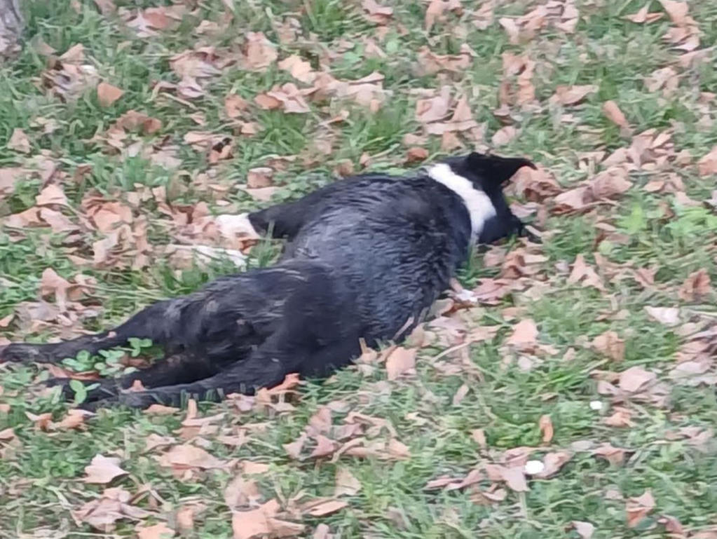 U centru bh. grada već tri dana leži uginuli pas, niko neće da ga pomjeri
