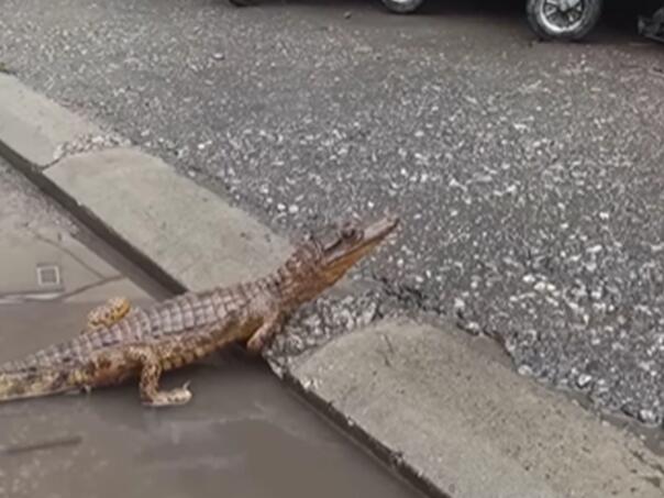 U centru grada uočen krokodil, građani u panici pozvali policiju
