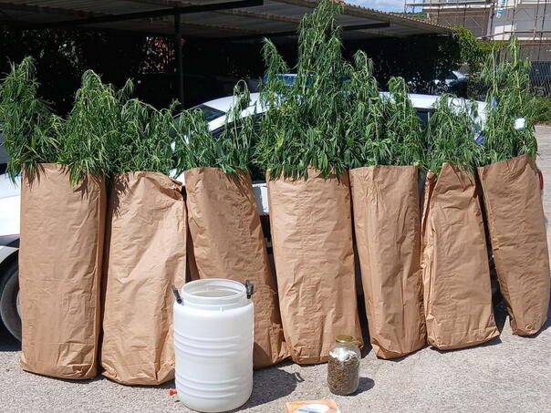 U Čitluku pronađen zasad indijske konoplje, uhapšena jedna osoba