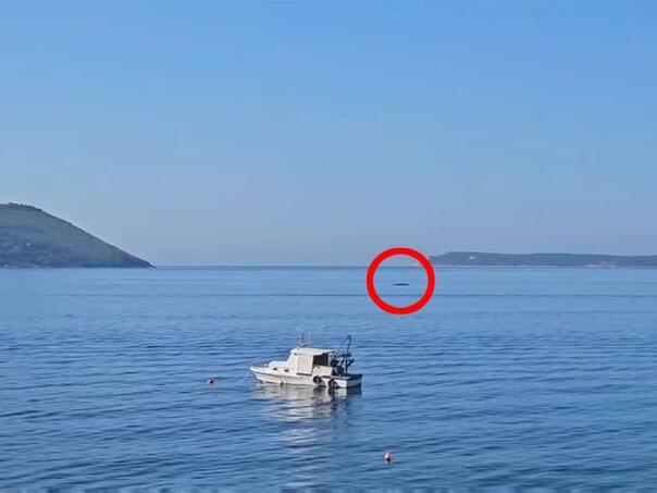 U Crnoj Gori izdato upozorenje zbog morskog kita: 'Ne približavajte se'