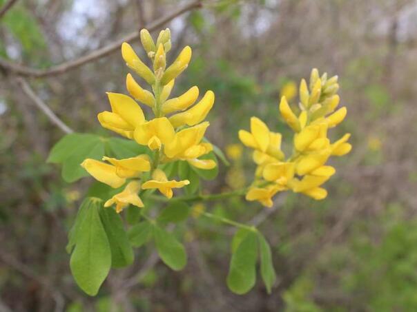 U delti rijeke Neretve dobro očuvane populacije pojedinih endemičnih vrsta