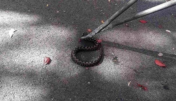 U dječijem parku na Dolac Malti uhvaćena zmija