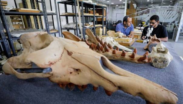 U Egiptu otkriven fosil nove vrste kita s četiri noge