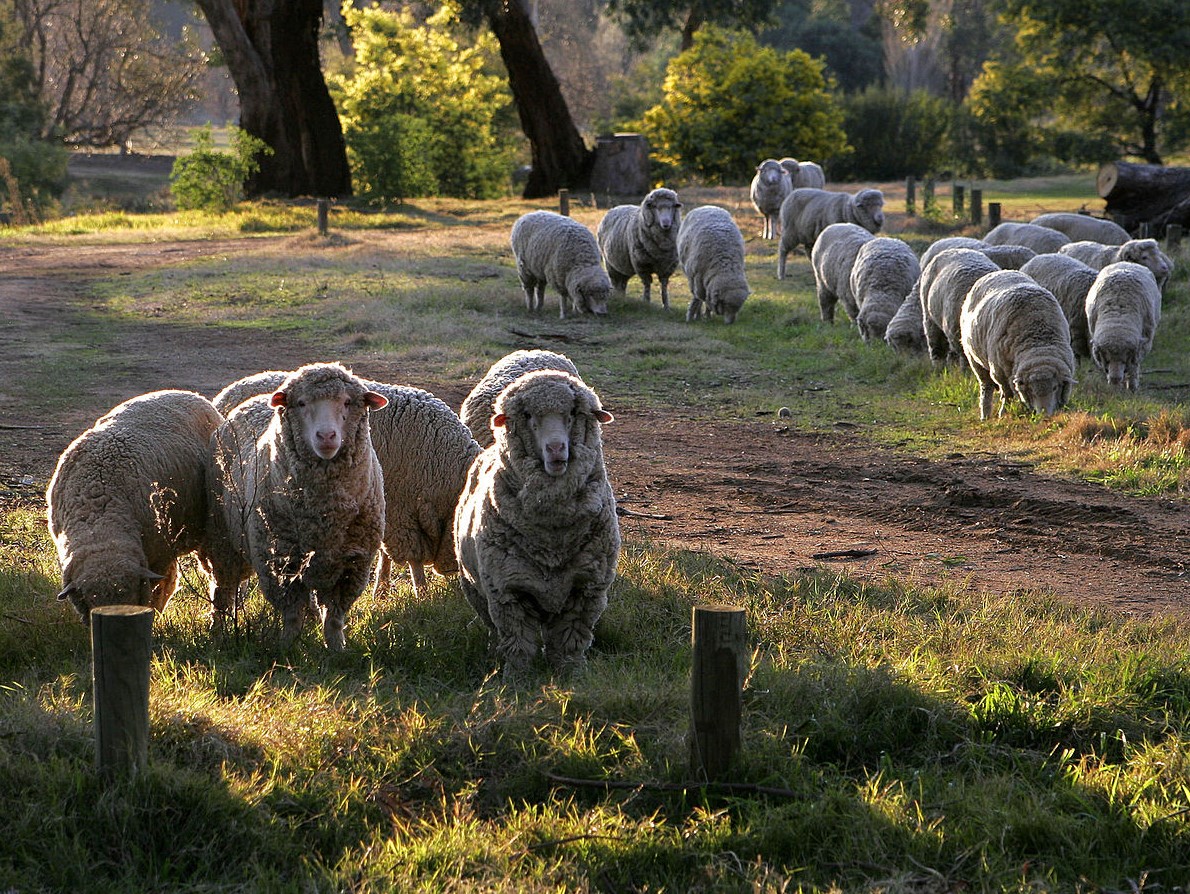 U Engleskoj se pojavio prvi slučaj ptičje gripe kod ovce, eutanazirana je
