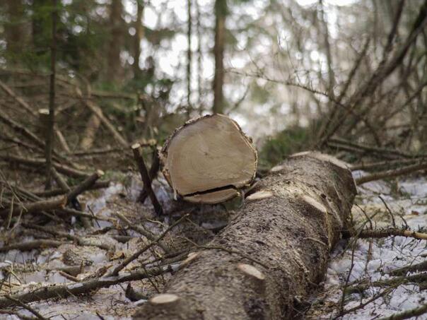 U FBiH nastavljen pad proizvodnje i prodaje šumskih sortimenata
