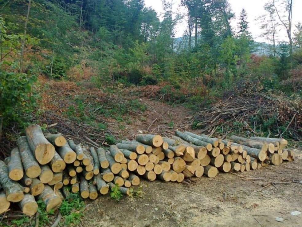 U FBiH proizvodnja šumskih sortimenata porasla 4,9 posto, a prodaja 12,7 posto