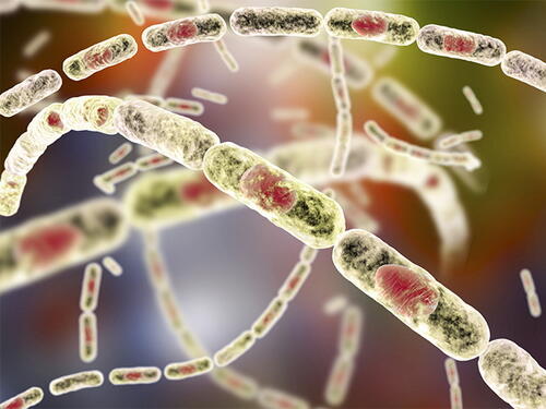 U Federaciji BiH nema registrovanih slučajeva obolijevanja ljudi od antraksa