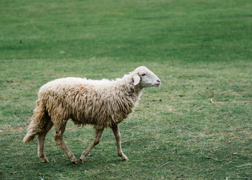 Kurban u Gazi skuplji od 3000 KM: Organizovana humanitarna akcija u BiH