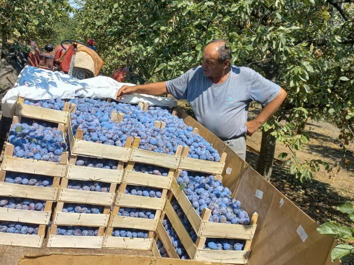 U Gradačcu se berba šljive privodi kraju, prinosi zadovoljavajući, nedostaje radne snage