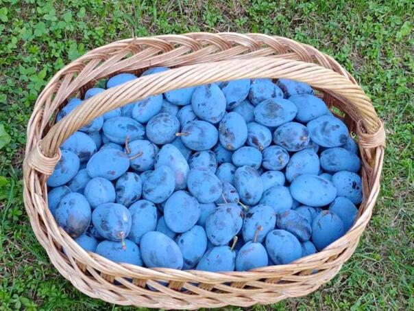 U Gradačcu sutra počinje 53. Sajam šljive, stiže oko 150 izlagača