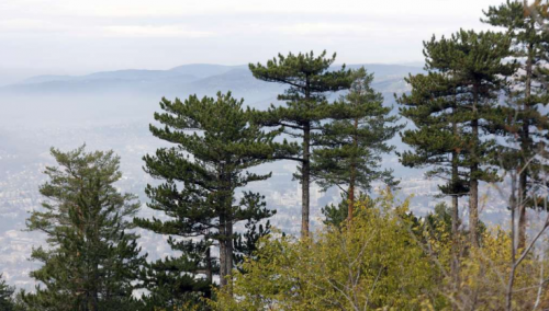 U Hercegovini vedro, u Bosni magla, tokom dana razvedravanje, novo naoblačenje tokom noći