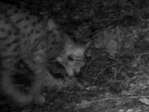 U Hrvatskoj viđena najveća evropska mačka