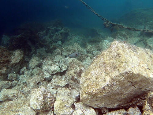 U Јadranu se pojavila riba 'hirurg'