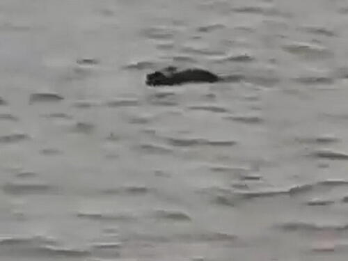 U Indiji nestao dječak (13), krokodil ga odvukao u rijeku