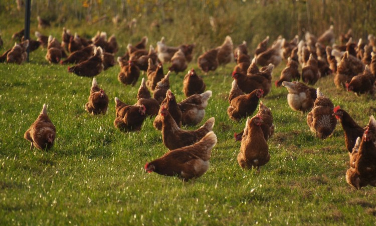 U Indiji počelo uništavanje peradi zbog ptičije gripe
