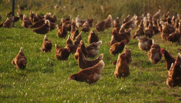 U Indiji počelo uništavanje peradi zbog ptičije gripe
