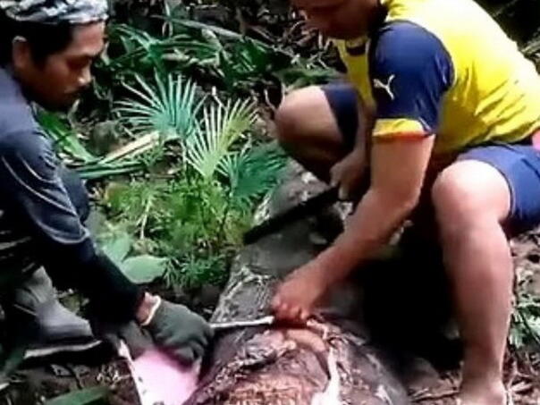U Indoneziji ženu progutao piton, mještani rasporili zmiju i izvadili tijelo