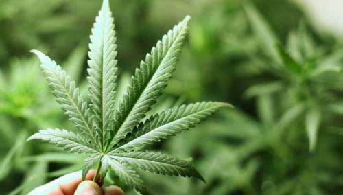 U Italiji skupljeno 500.000 potpisa za referendum o legalizaciji marihuane