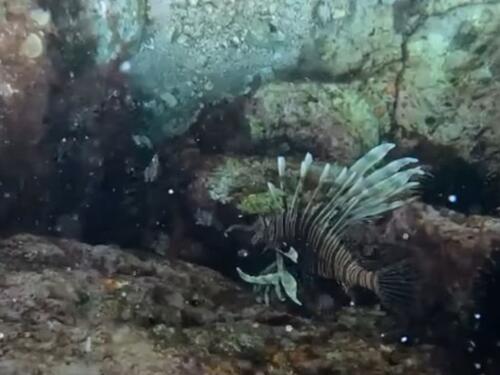 U Jadranskom moru pronađene nove vrste: Mogu biti opasne...