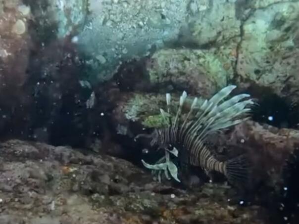 U Jadranskom moru pronađene nove vrste: Mogu biti opasne...