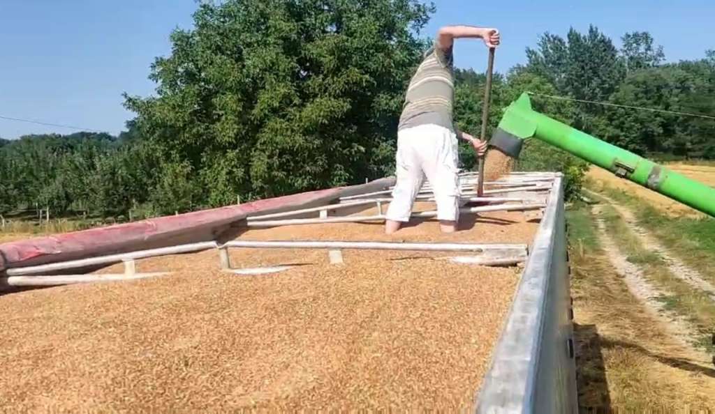 U Janji na vakufskoj parceli proizvedeno 47 tona pšenice