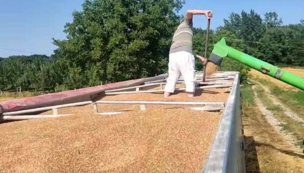 U Janji na vakufskoj parceli proizvedeno 47 tona pšenice