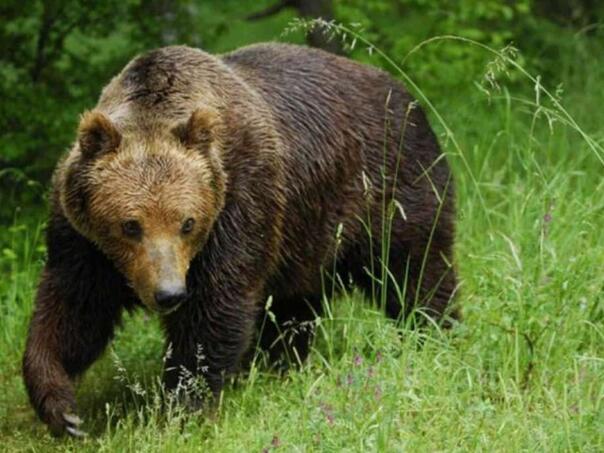 U Japanu lovcima dozvoljeno da pucaju na medvjede u naseljenim mjestima