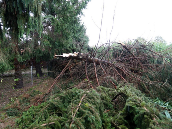 U Karlovcu nevrijeme rušilo stabla i telefonske stubove