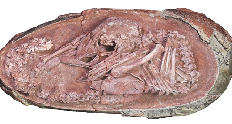 U Kini pronađen rijedak fosil dinosaura sklupčanog u jajetu