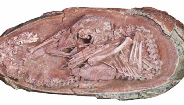 U Kini pronađen rijedak fosil dinosaura sklupčanog u jajetu