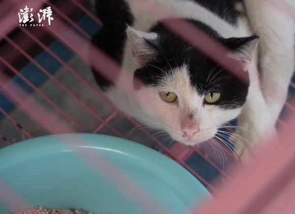 U Kini spašeno 1000 mačaka, htjeli ih zaklati, a meso prodati kao svinjetinu