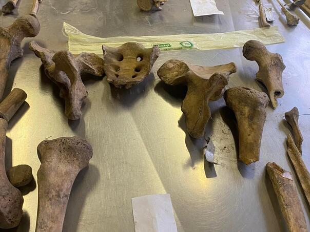 U Komemorativnom centru u Tuzli identifikovane četiri žrtve proteklog rata